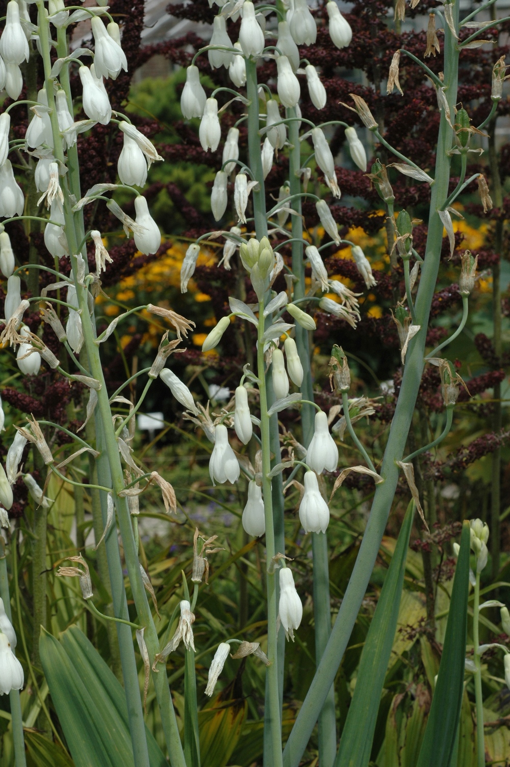 Hyacinthaceae Galtonia candicans