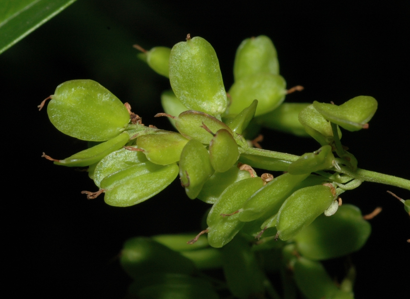 Oleaceae Fontanesia phillyraeoides