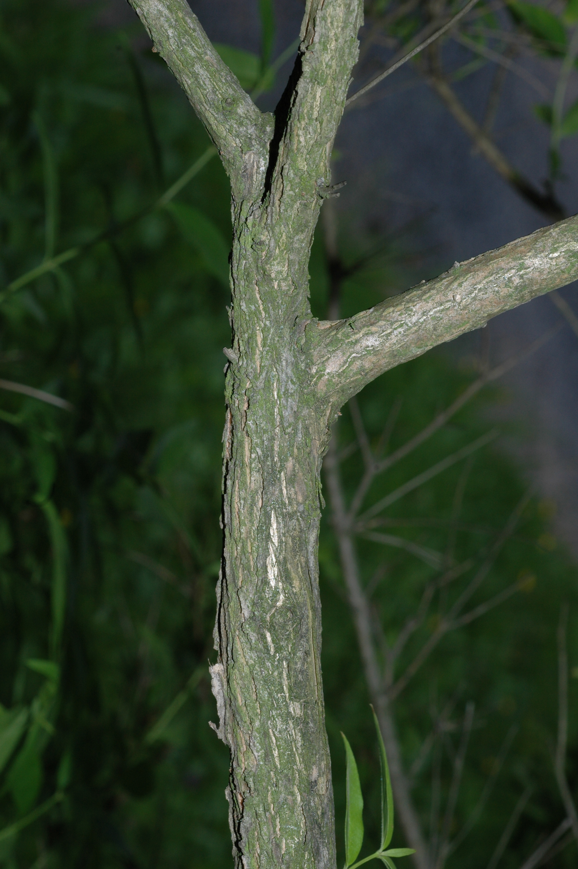 Oleaceae Fontanesia phillyraeoides