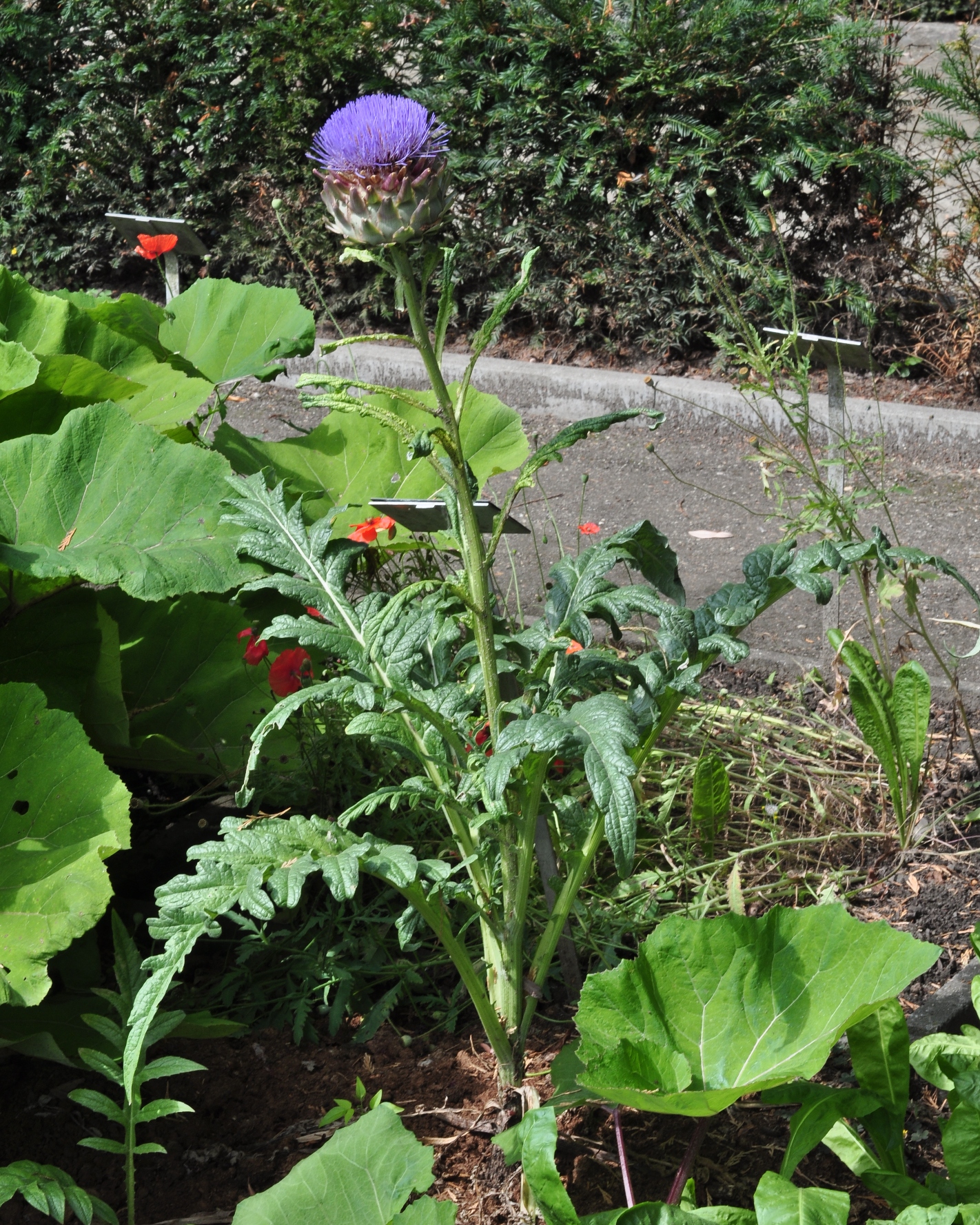 Asteraceae Cynara scolymus