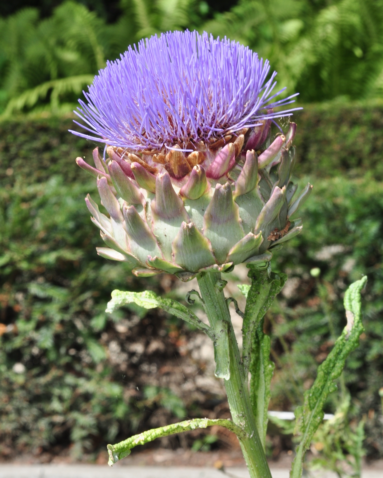 Asteraceae Cynara scolymus