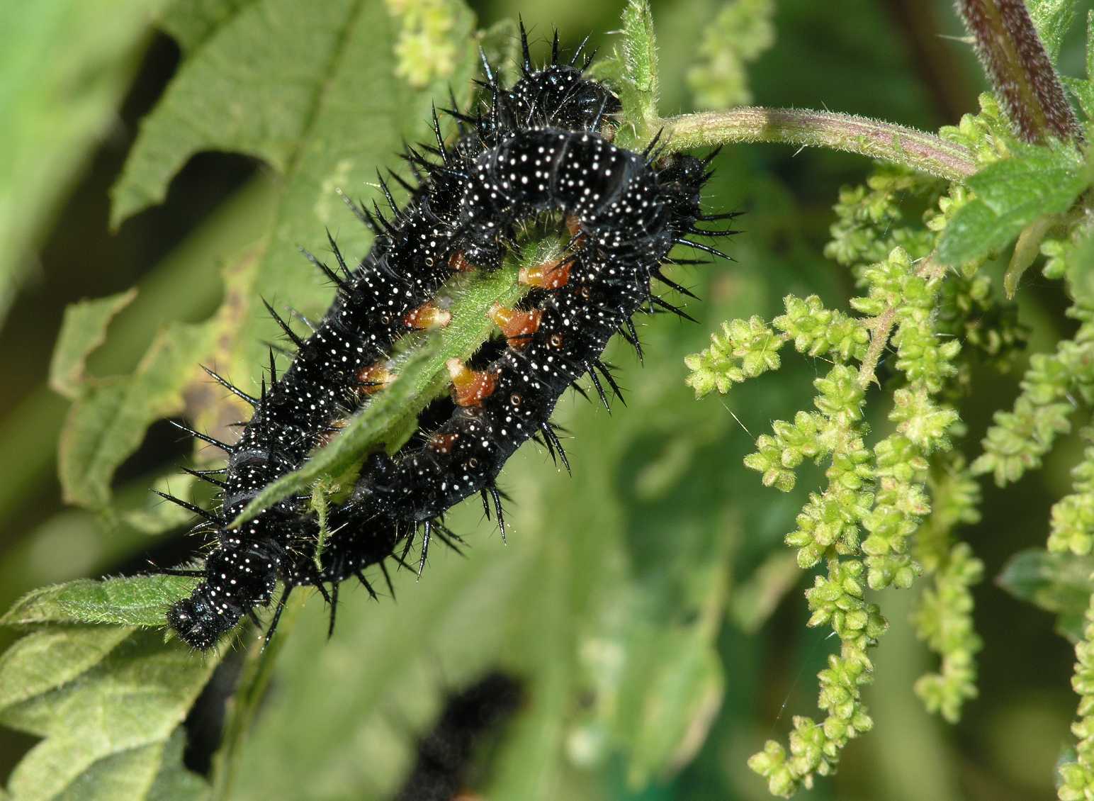 Urticaceae Urtica dioica