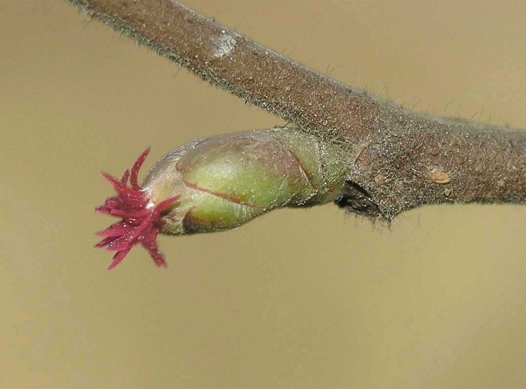 Betulaceae Corylus avellana