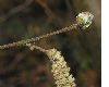 image of Corylus avellana