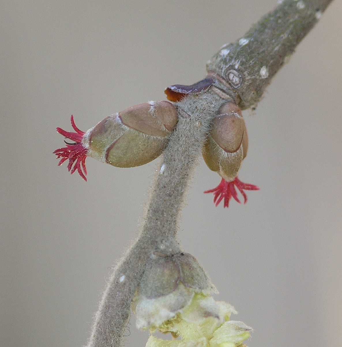 Betulaceae Corylus avellana