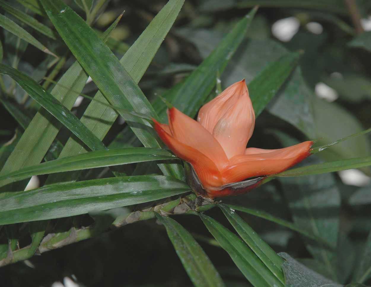 Pandanaceae Freycinetia multiflora