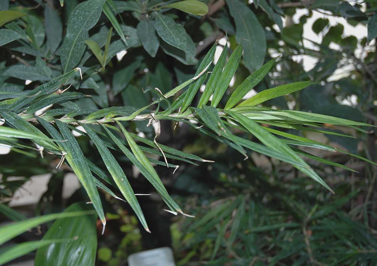 Pandanaceae Freycinetia multiflora