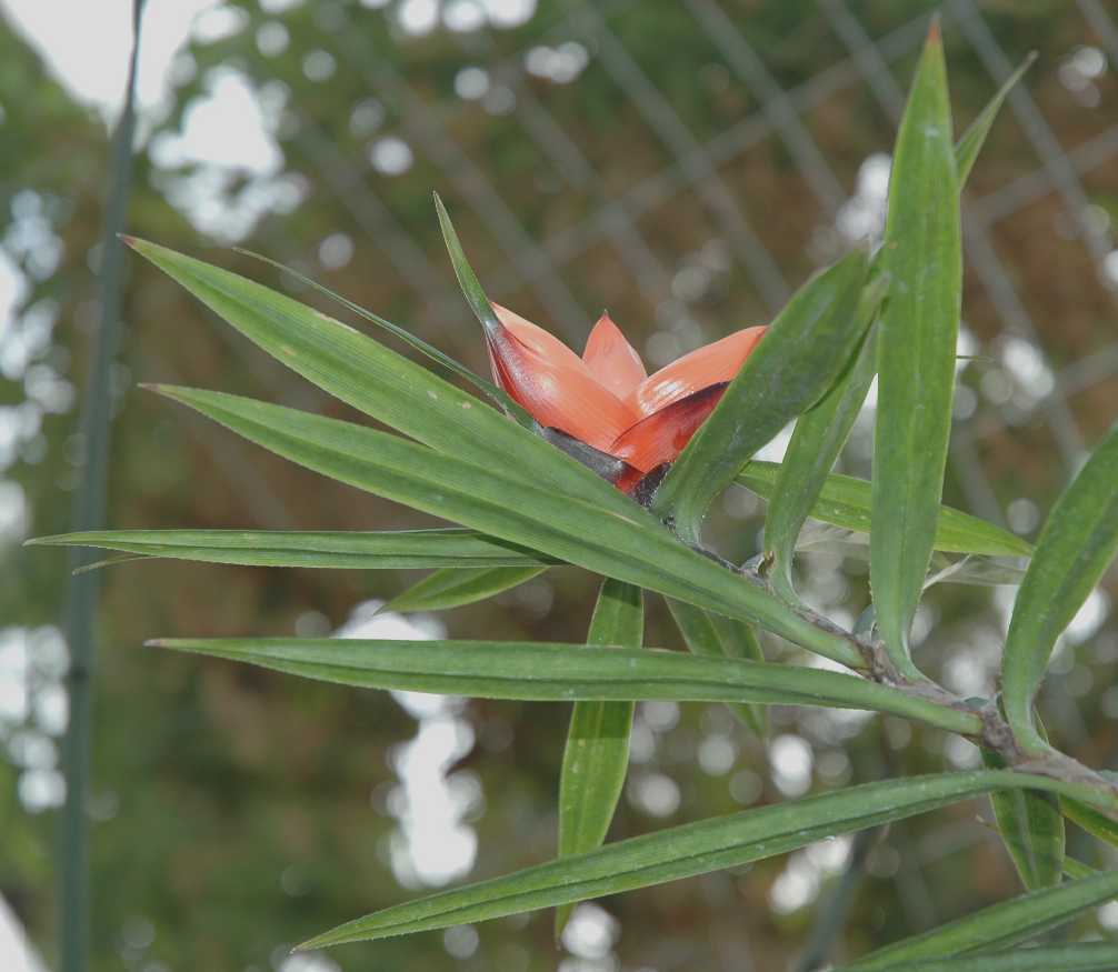 Pandanaceae Freycinetia multiflora