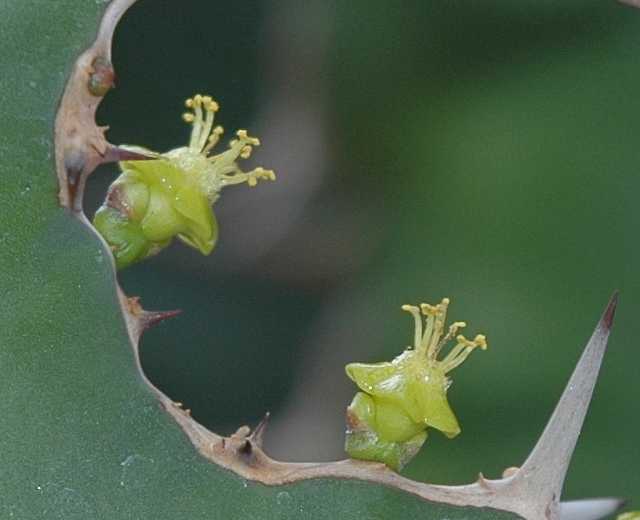 Euphorbiaceae Euphorbia grandicornis