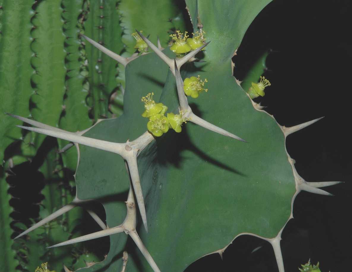 Euphorbiaceae Euphorbia grandicornis