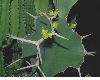 image of Euphorbia grandicornis