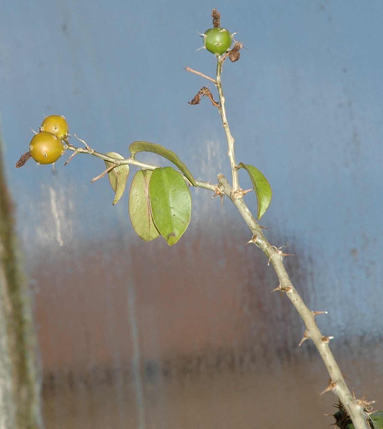 Cactaceae Pereskia grandifolia