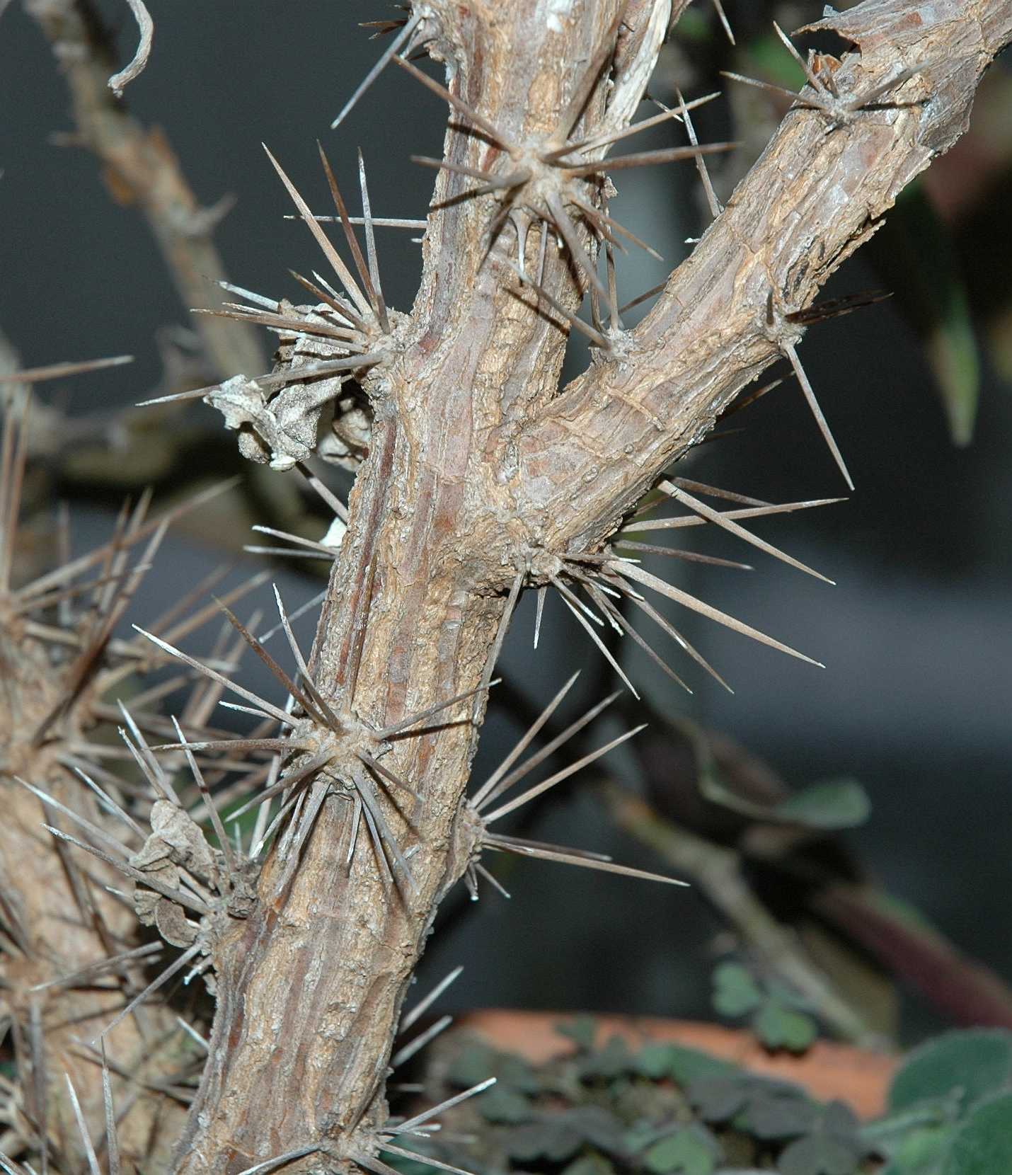 Cactaceae Pereskia grandifolia