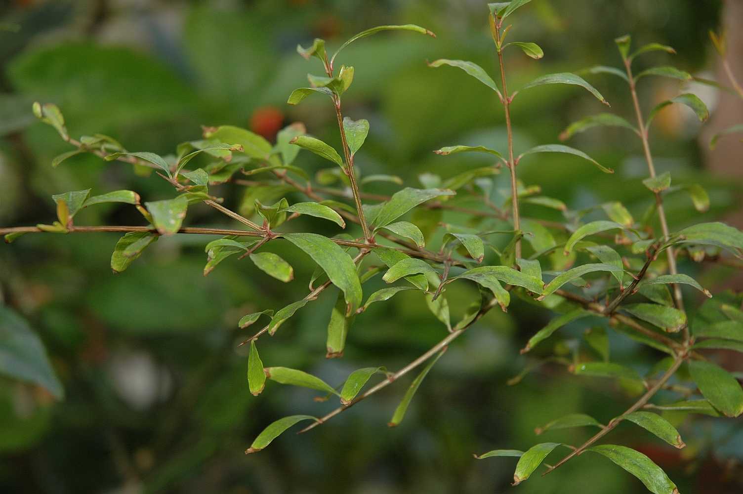 Lythraceae Punica granatum