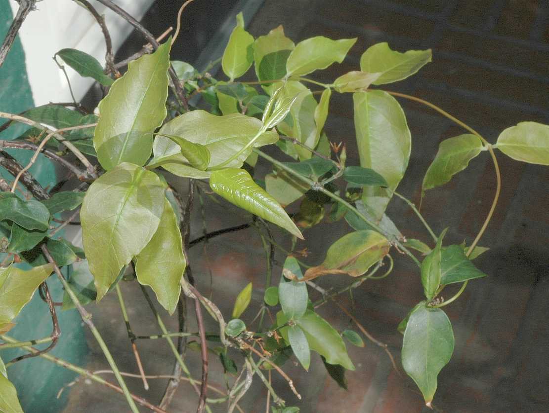 Bignoniaceae Clytostoma callistigoides