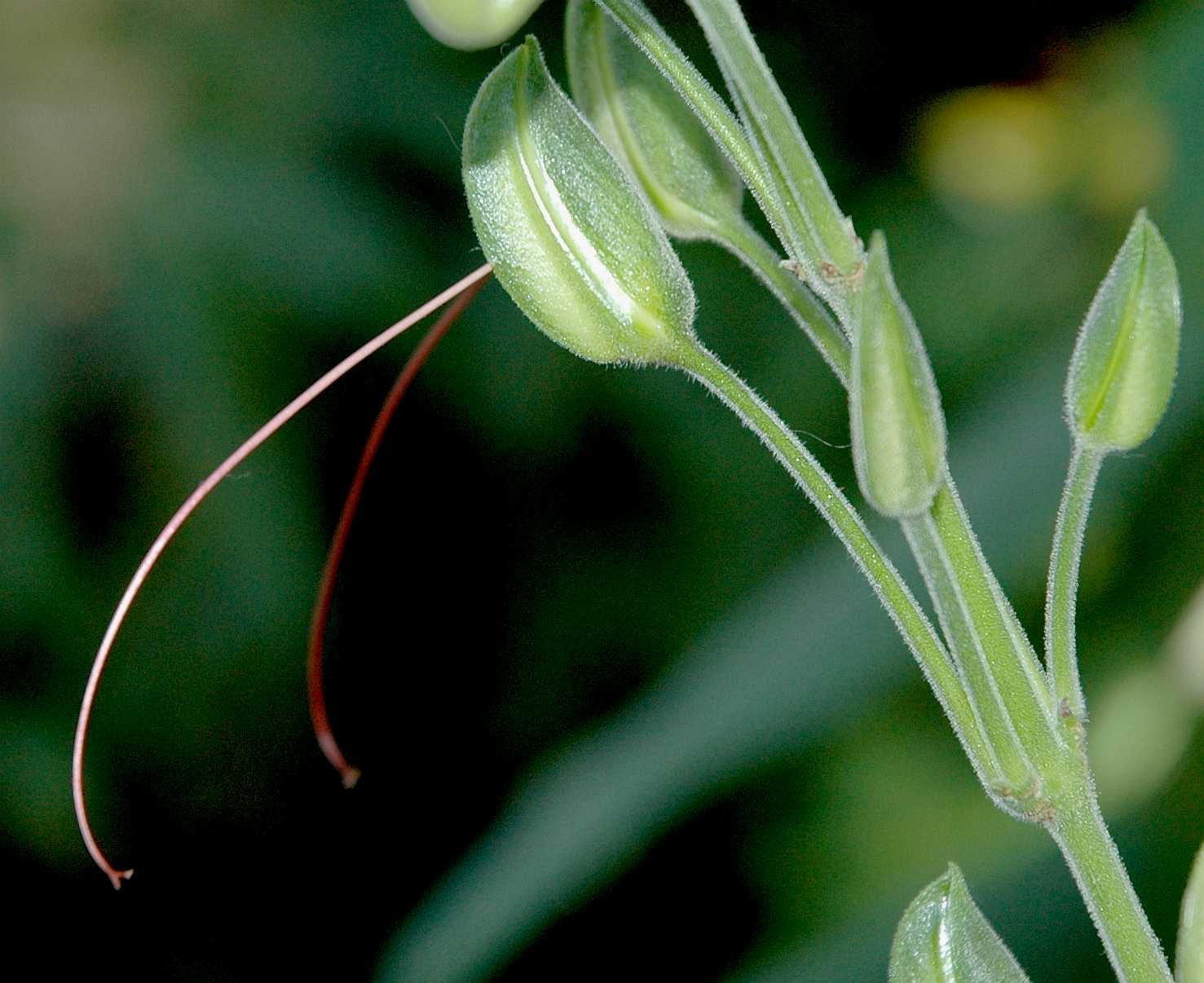 Acanthaceae Louteridium donnell-smithii