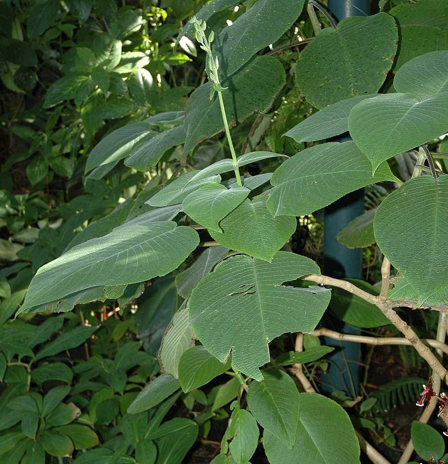 Acanthaceae Louteridium donnell-smithii