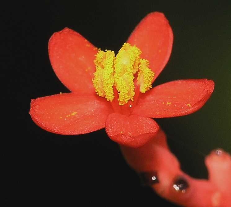 Euphorbiaceae Jatropha podagrica