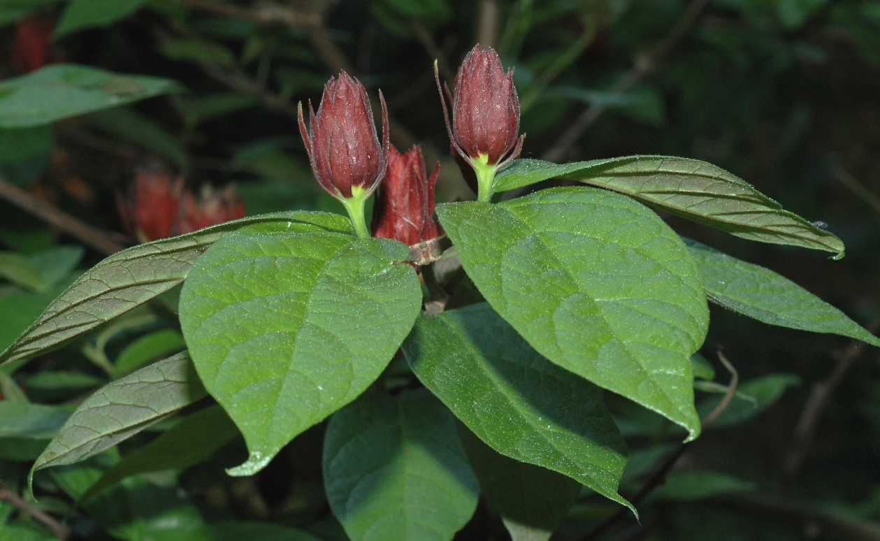 Calycanthaceae Calycanthus floridus