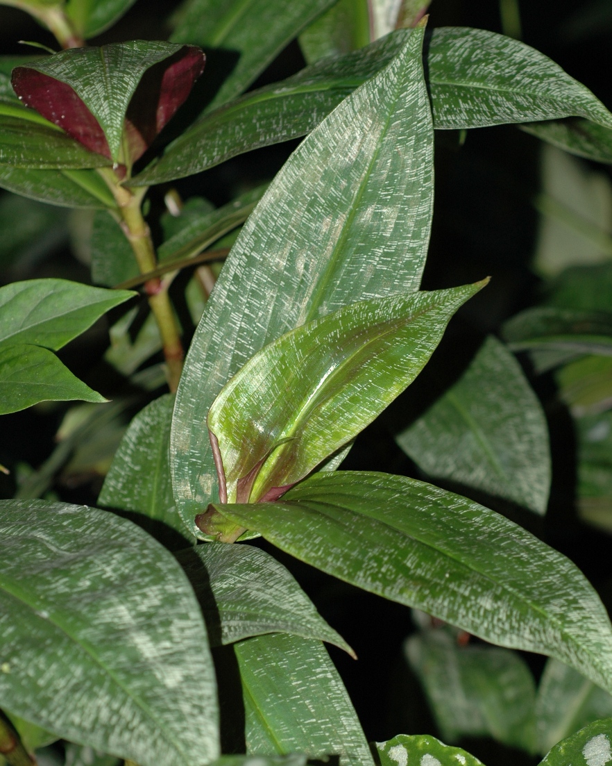 Commelinaceae Dichorisandra reginae