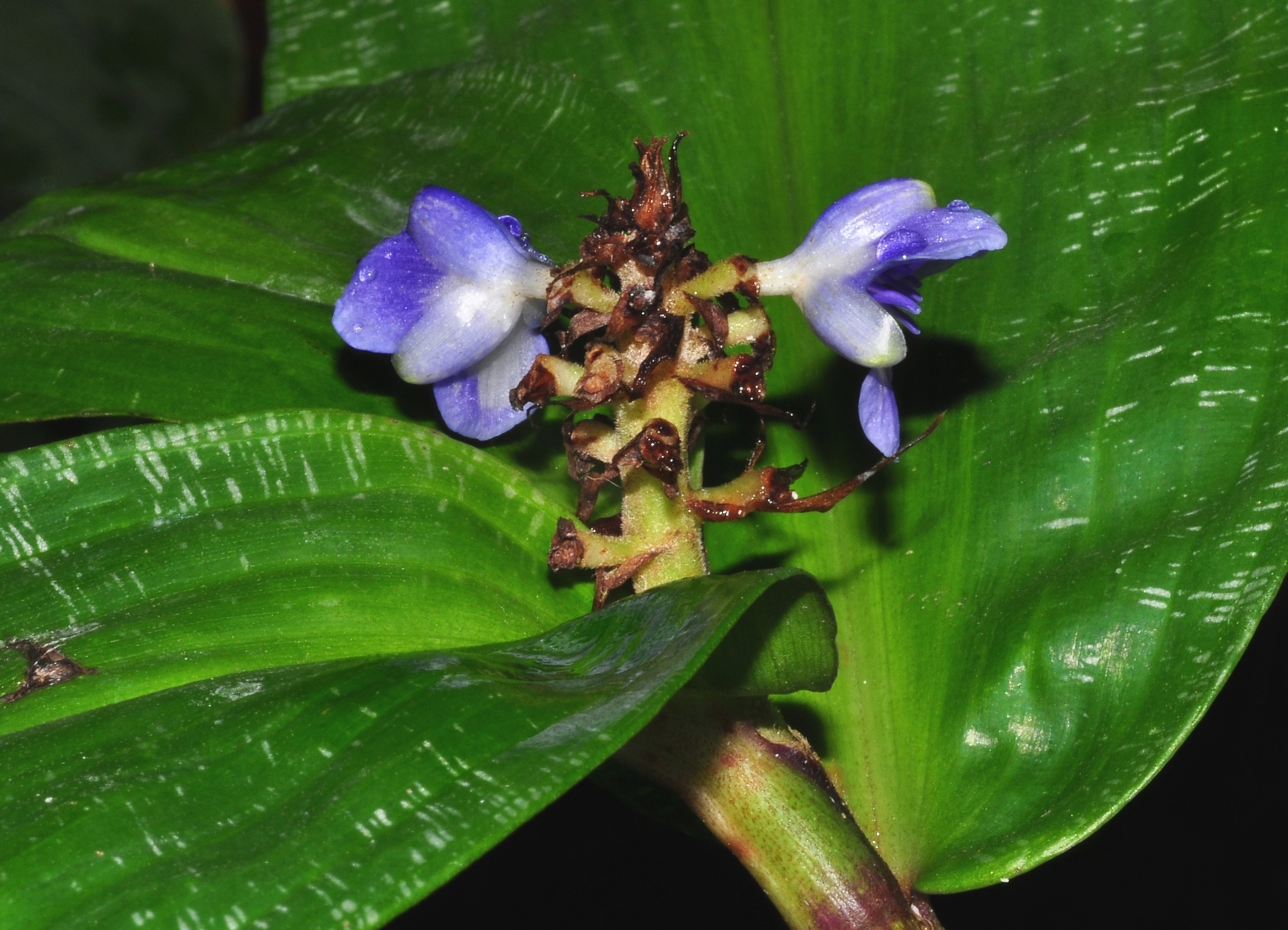 Commelinaceae Dichorisandra reginae
