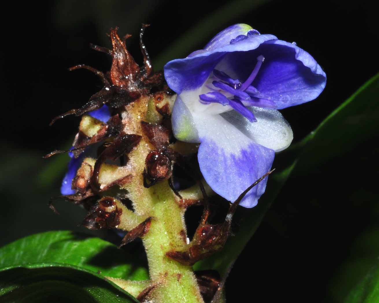 Commelinaceae Dichorisandra reginae