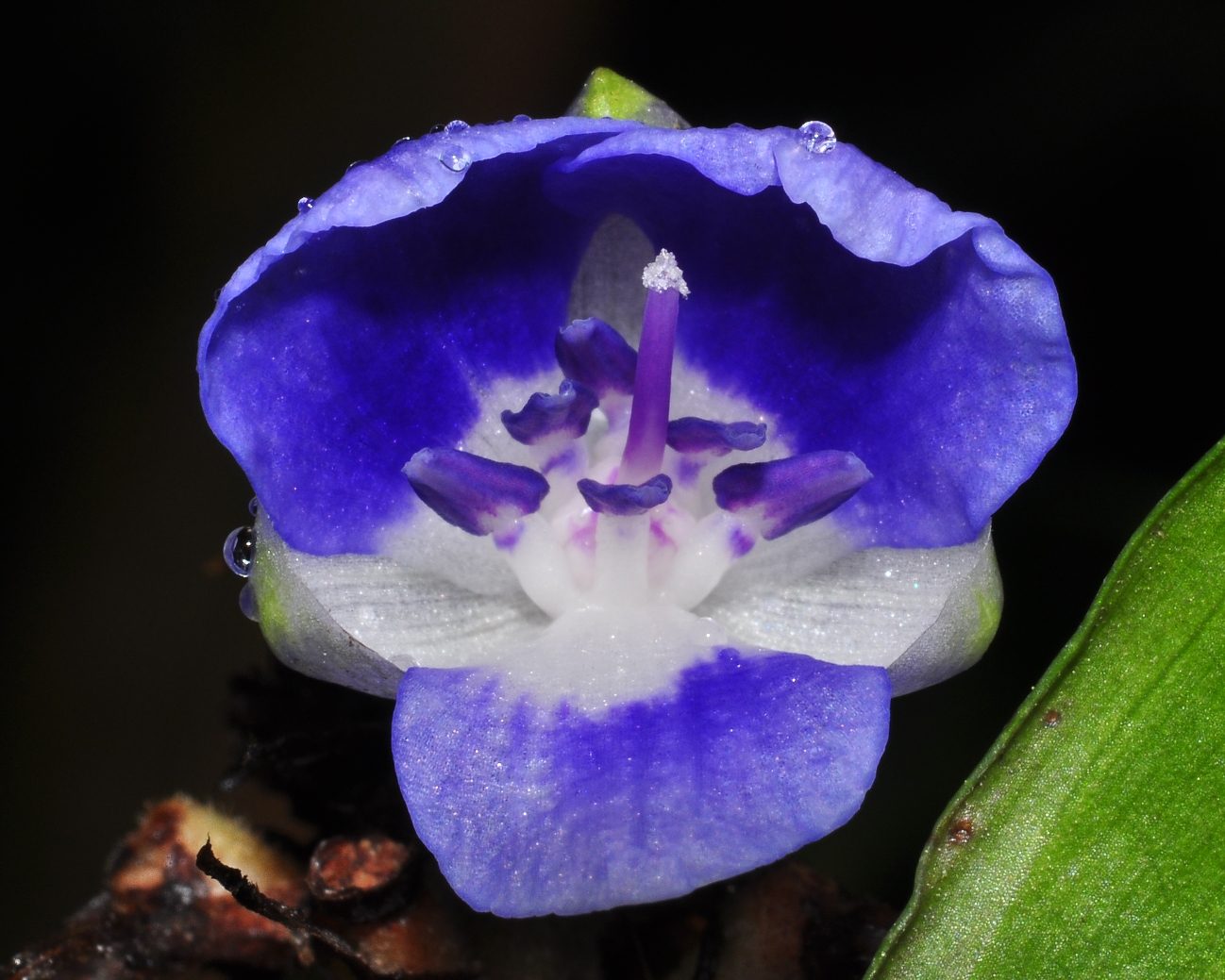 Commelinaceae Dichorisandra reginae