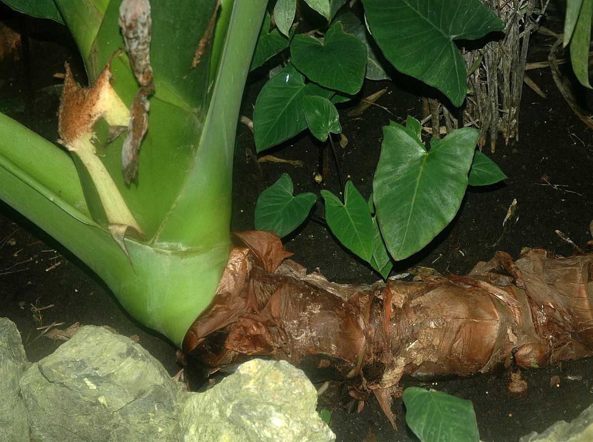 Araceae Alocasia macrorhiza