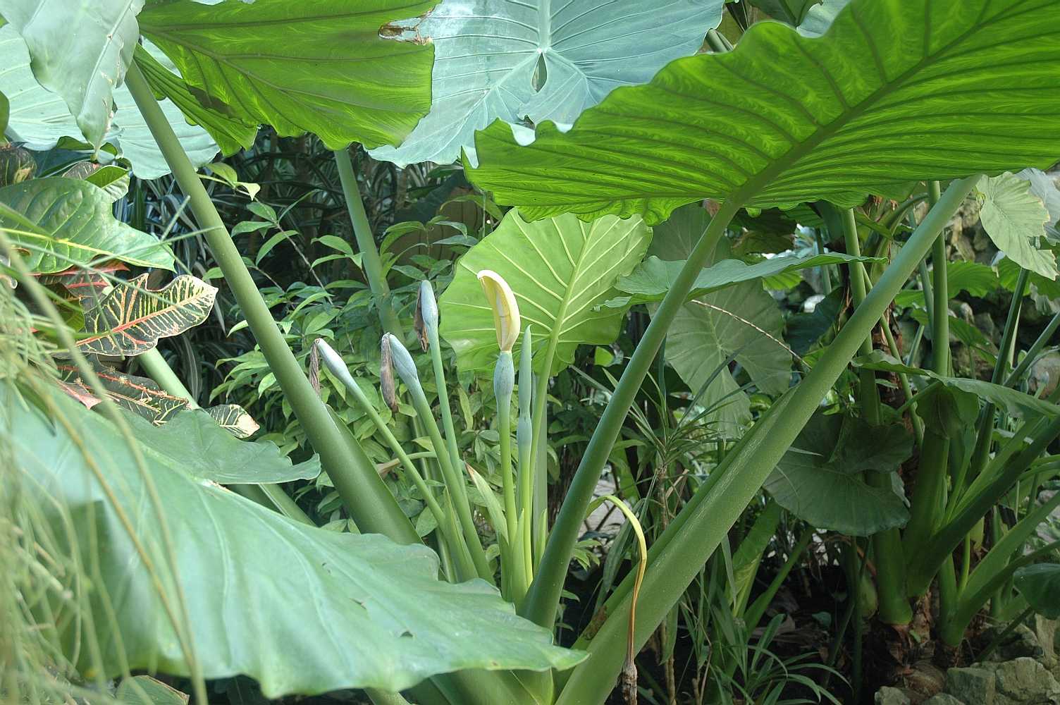Araceae Alocasia macrorhiza