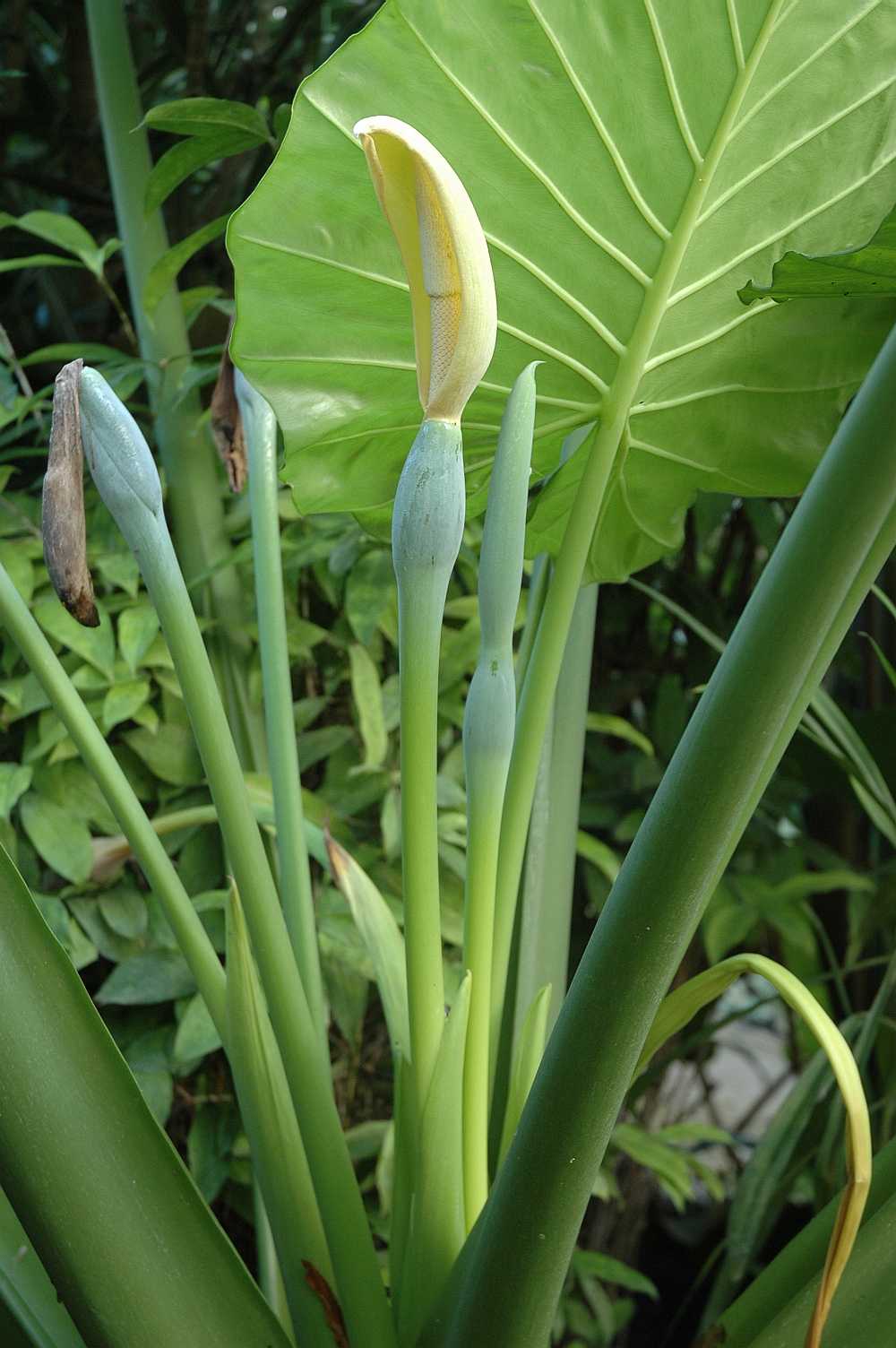 Araceae Alocasia macrorhiza
