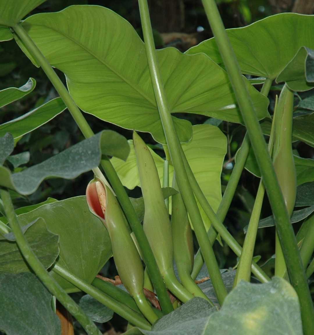 Araceae Philodendron hastatum