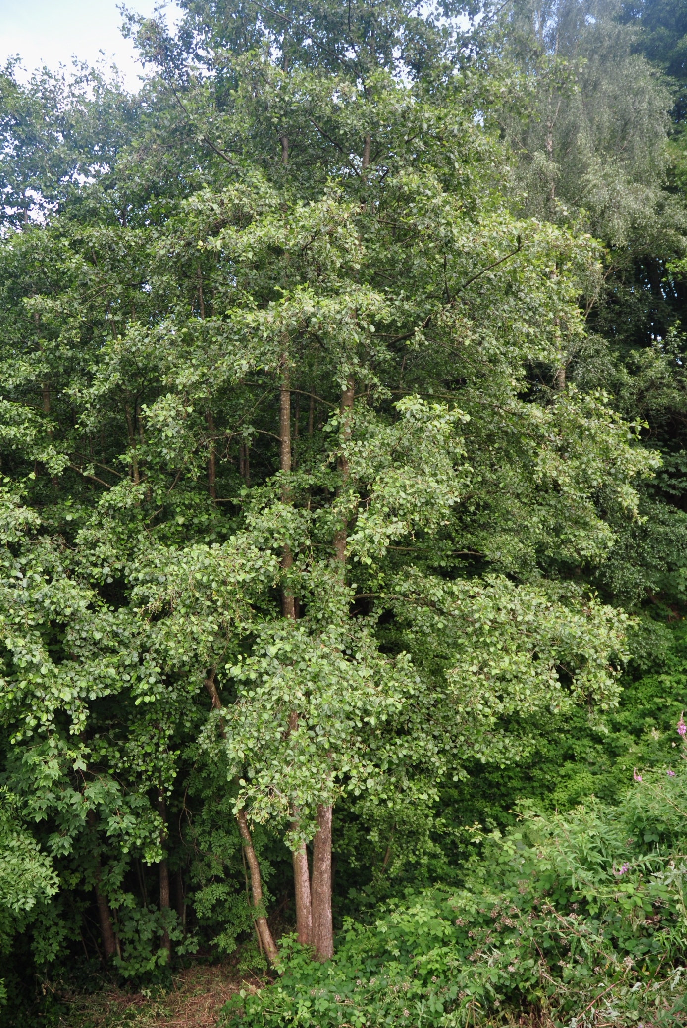 Betulaceae Alnus glutinosa