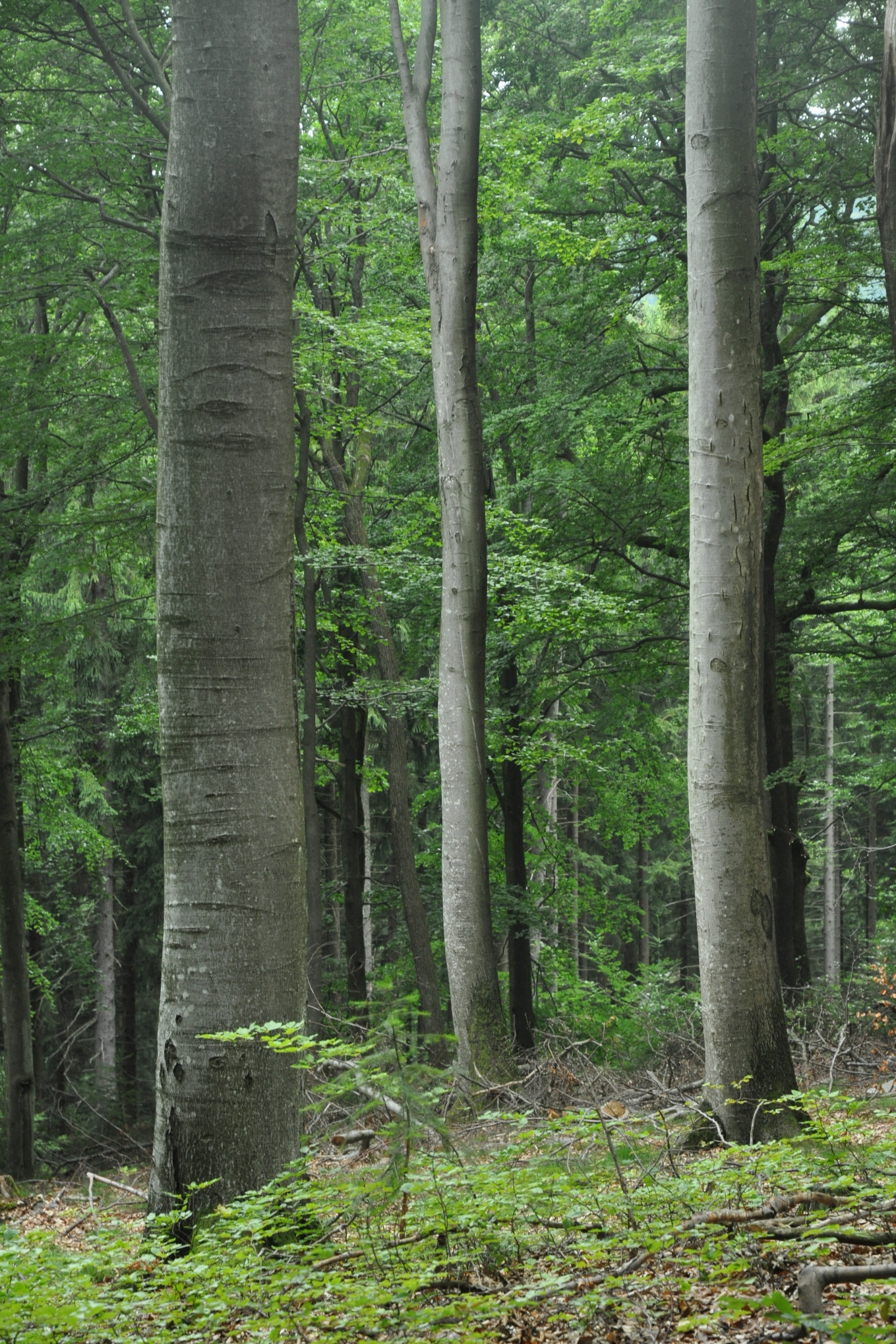 Fagaceae Fagus sylvatica