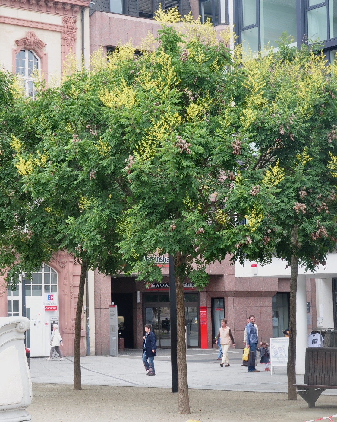 Sapindaceae Koelreuteria paniculata