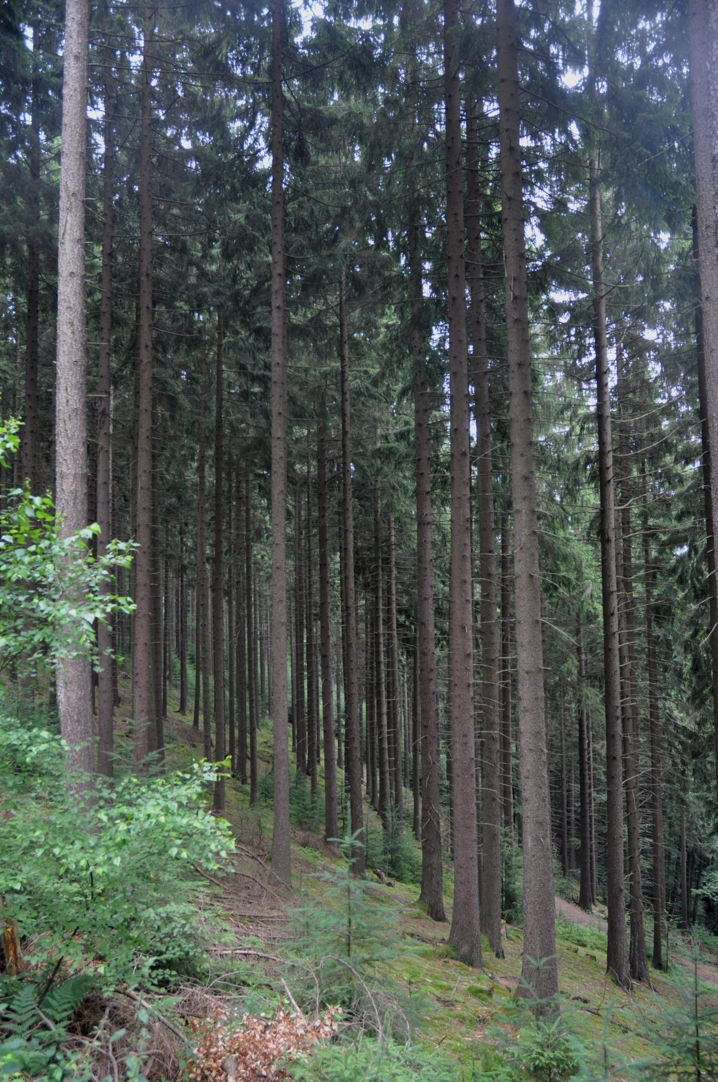 Pinaceae Picea abies