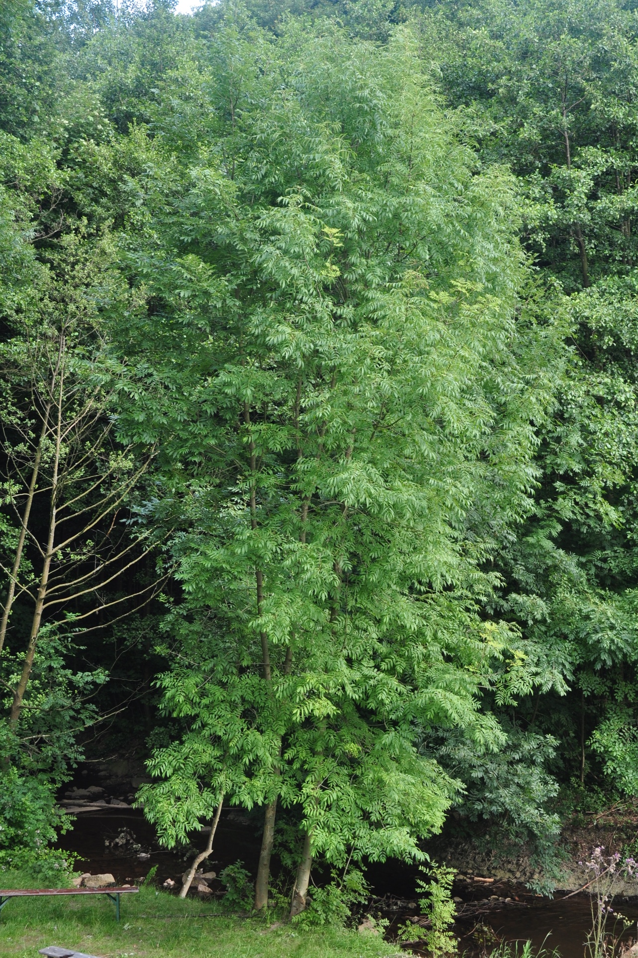 Oleaceae Fraxinus excelsior