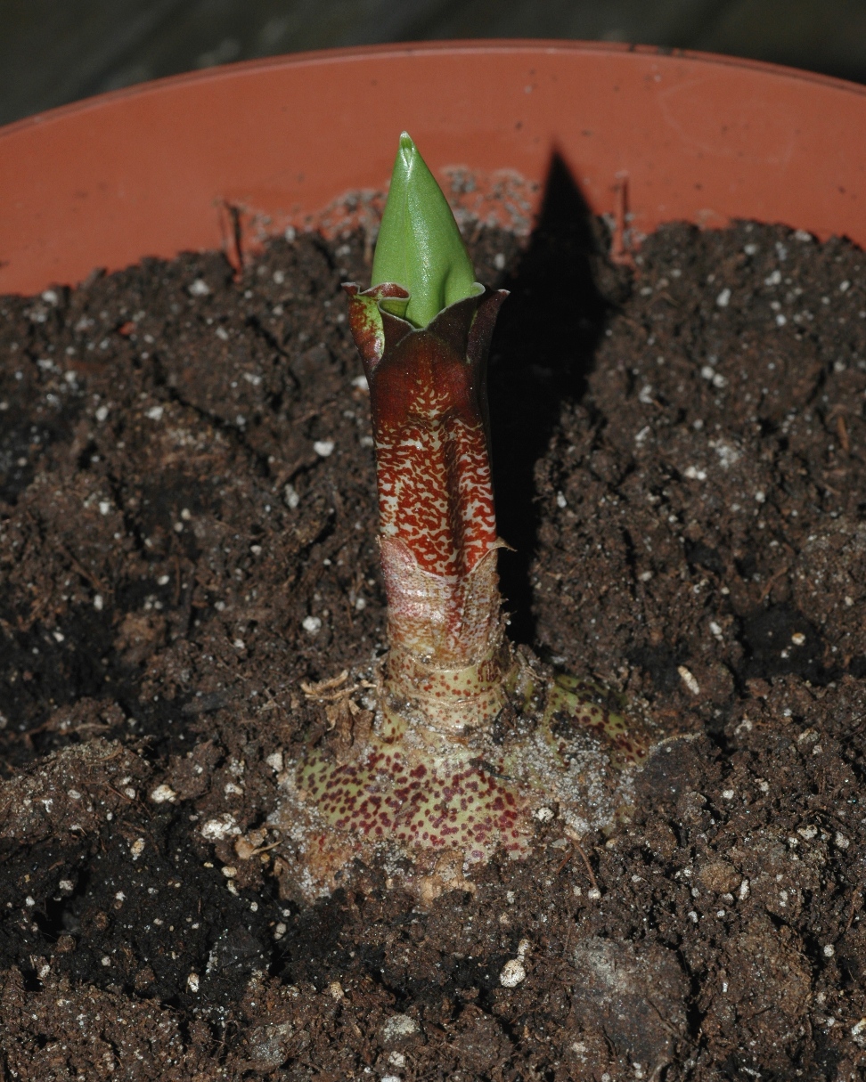 Amaryllidaceae Scadoxus multiflorus