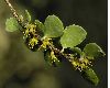 image of Azara microphylla