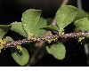 image of Azara microphylla