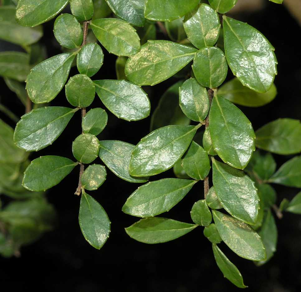 Salicaceae Azara microphylla