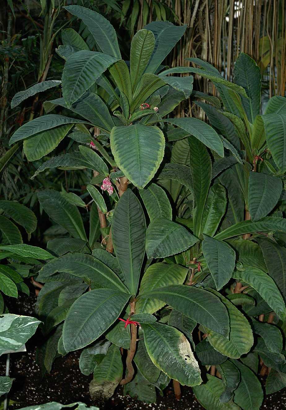 Primulaceae Hymenandra wallichii