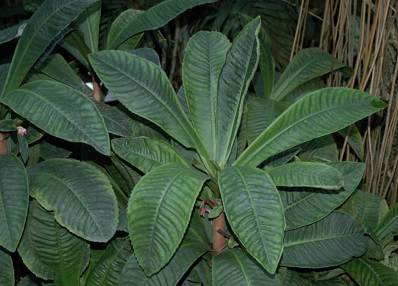 Primulaceae Hymenandra wallichii