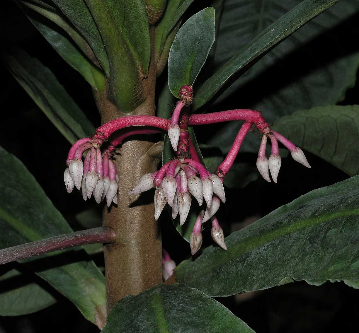 Primulaceae Hymenandra wallichii