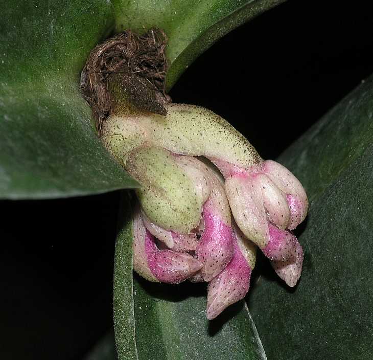 Primulaceae Hymenandra wallichii