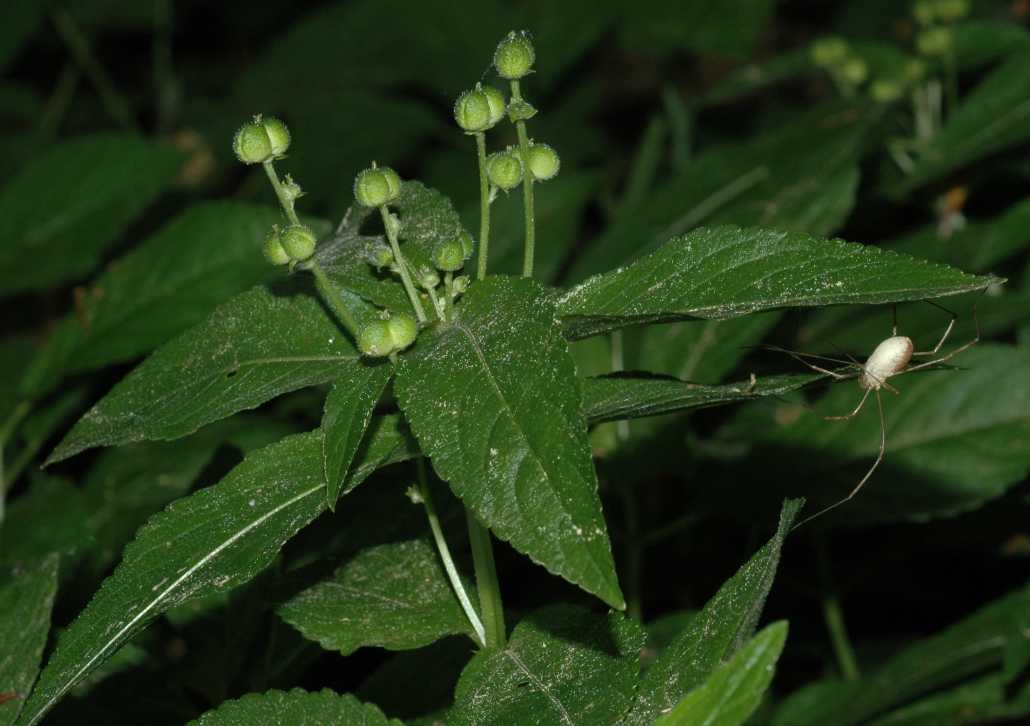 Euphorbiaceae Mercurialis perennis