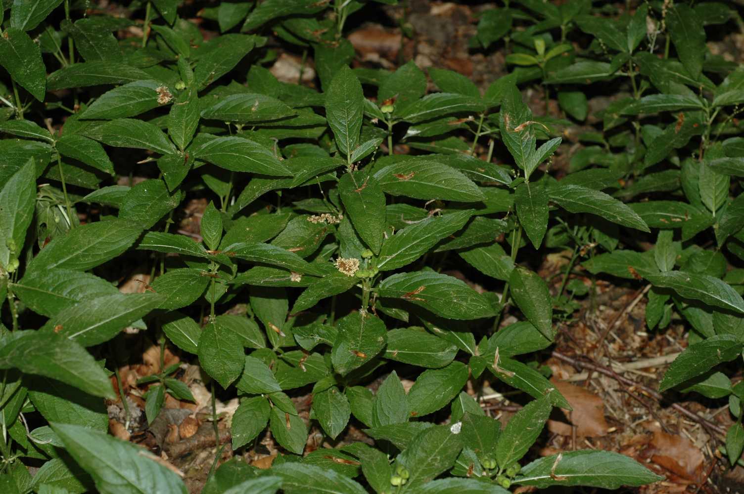 Euphorbiaceae Mercurialis perennis