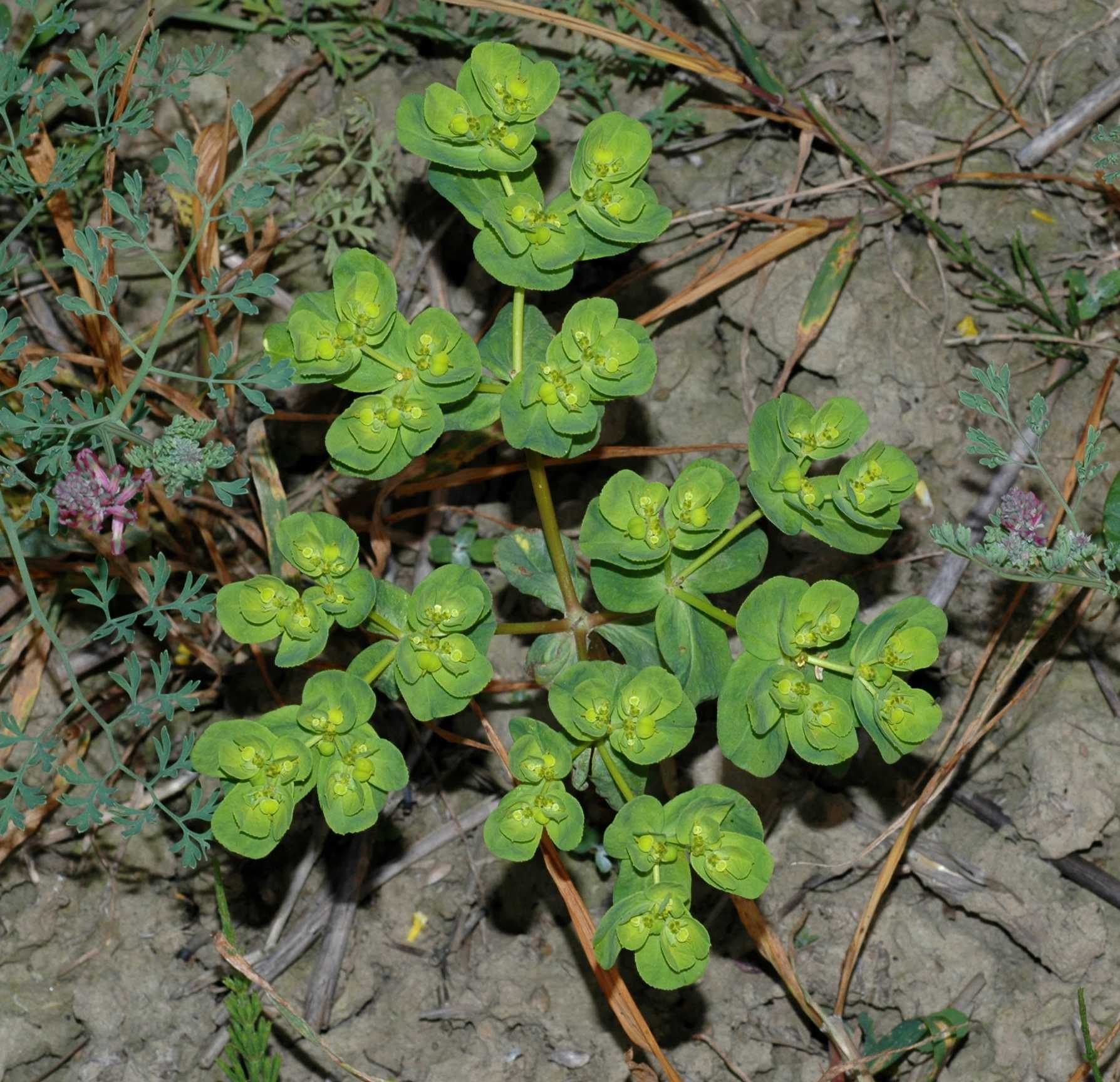 Euphorbiaceae Euphorbia helioscopia