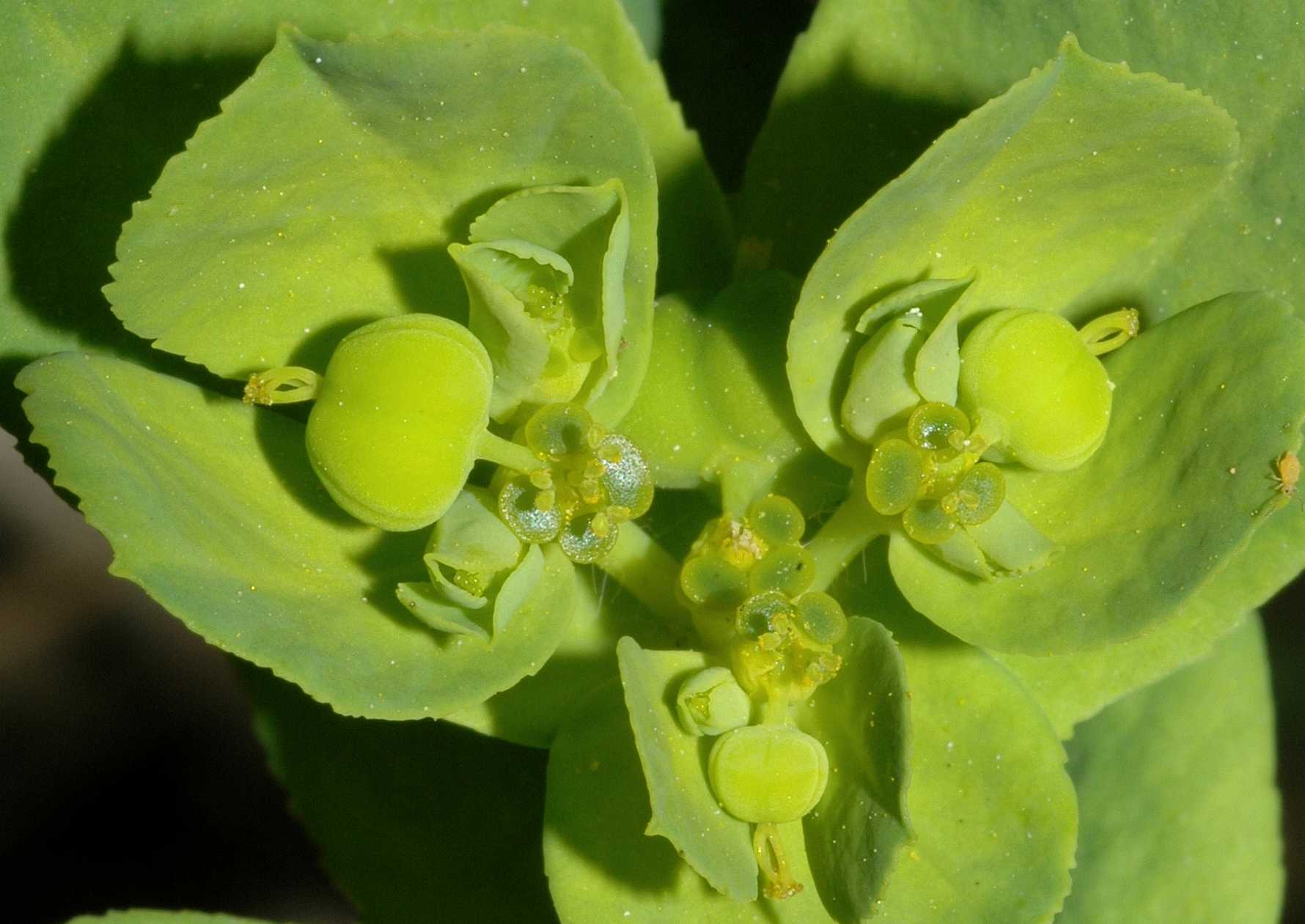 Euphorbiaceae Euphorbia helioscopia