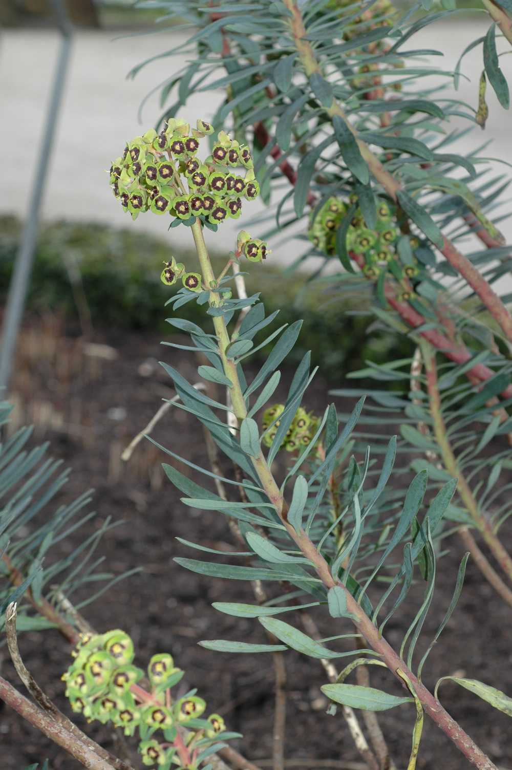 Euphorbiaceae Euphorbia characias