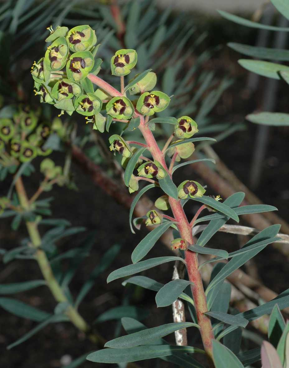 Euphorbiaceae Euphorbia characias